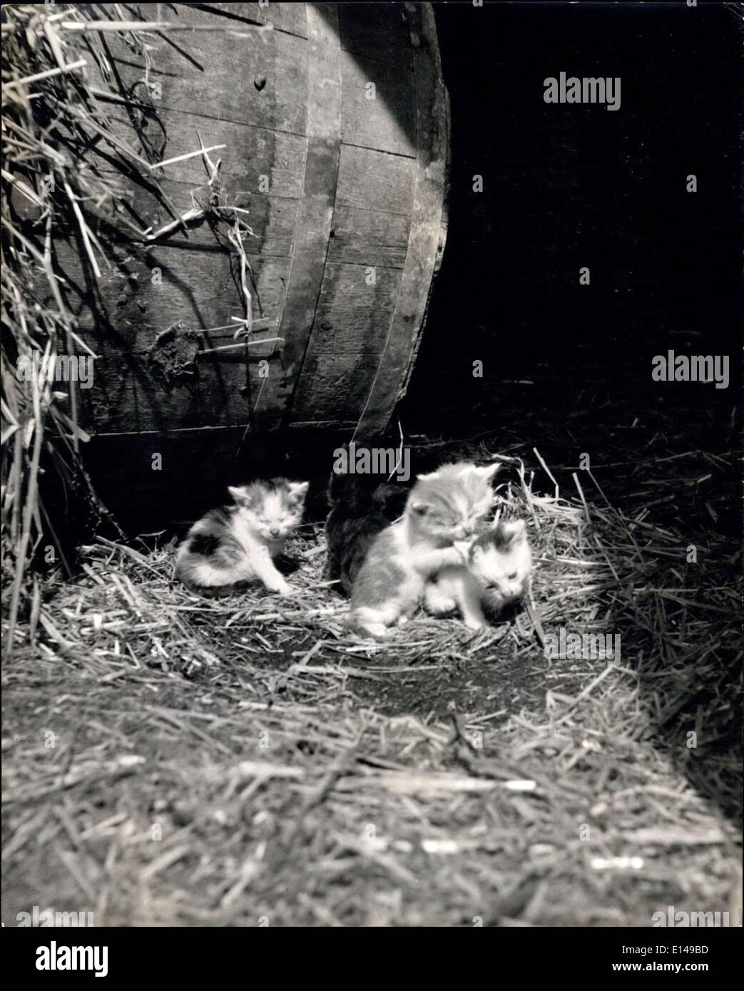 17 aprile 2012 - mentre Henrietta è assente: Il gattino suonerà. Ma non si arrecano a danno per Henrietta non è mai troppo lontano per sentirli miaowing e questo è sufficiente per mandare la sua balbuzie indietro per vedere che cosa è un . Pelliccia e piuma si fondono insieme. Hen fa ''Kitten seduta'' per la madre gatto: Occasionalmente la natura della madre gioca strana piuma non si va. È uno di questi fenomeni che ha fornito il tema principale delle conversazioni tra gli abitanti del grazioso villaggio di ben-mare-vicino, Norfolk Foto Stock