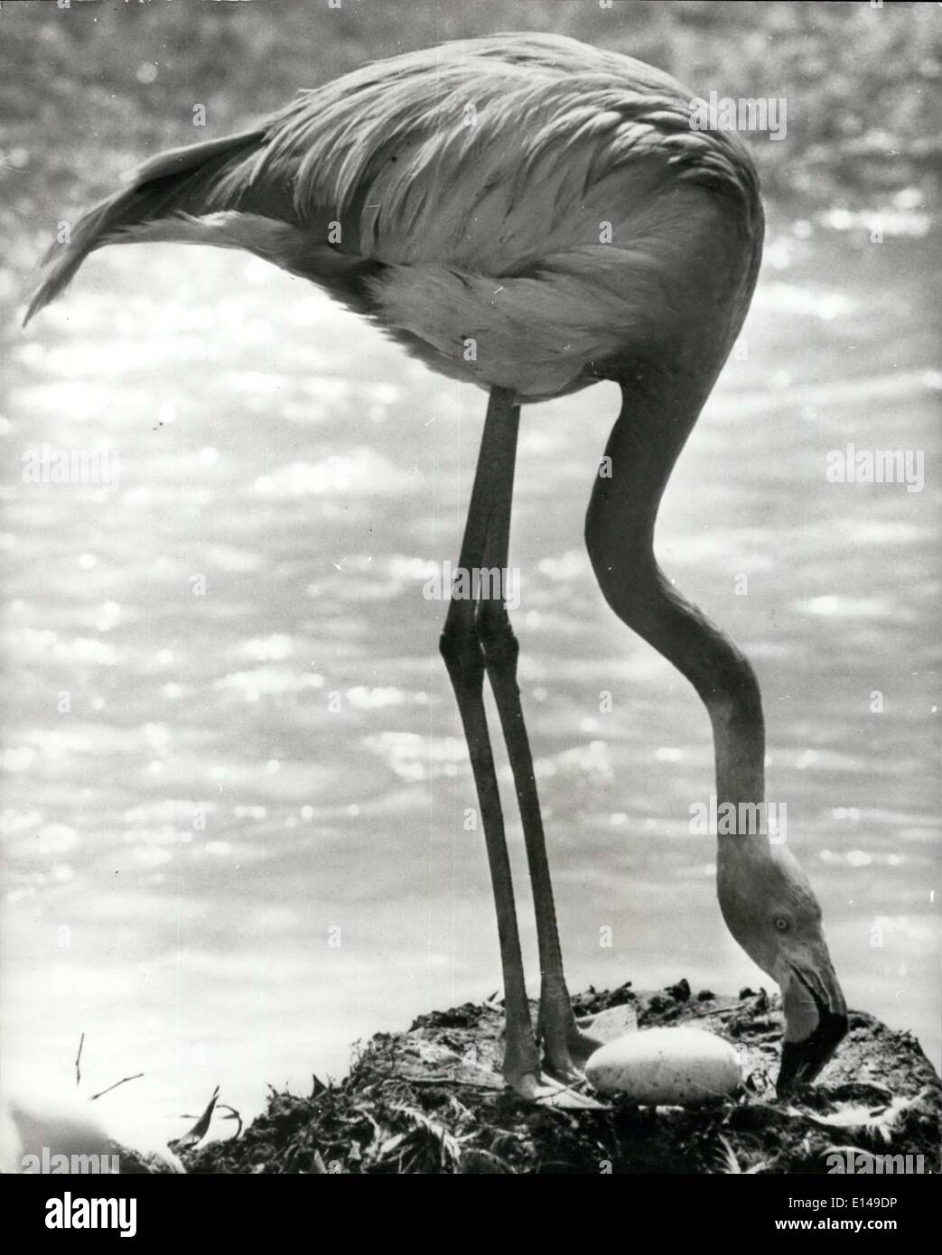 Apr. 17, 2012 - ''Did i laici che?'': un flamingo guarda giù da arrestare la sua nobile palafitte per esaminare il suo nuovo di cui uovo come se ad esclamare, ''Did i laici che?'' non è piccola meraviglia per gli uomini che un tale grande creatura può evolvere da una tale piccola shell.L'uccello è uno di una colonia presso la famosa San Deago Zoo in California. Foto Stock
