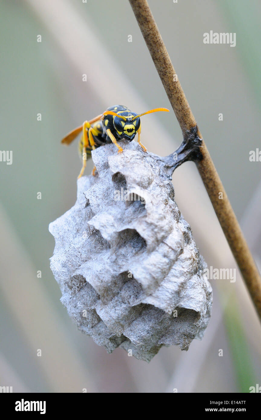 Wasp e nido Foto Stock