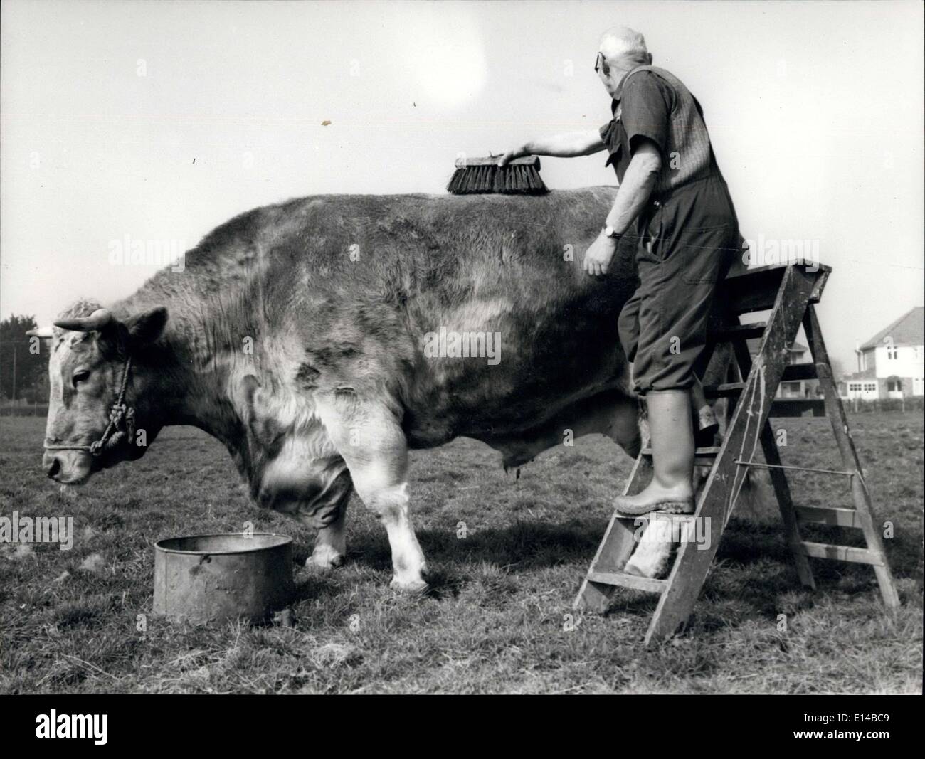 Apr. 17, 2012 - La foto mostra il Sig. Jack indossare dando ''Charlie'', il mercato comune bull il suo pennello. ton Foto Stock
