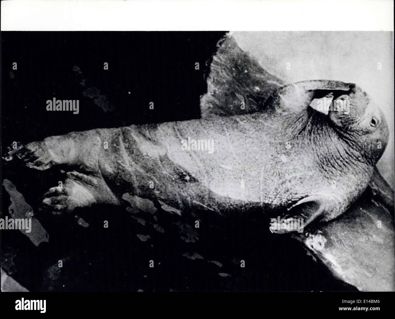 Apr. 17, 2012 - nella foto è un tricheco denominato ''Woofy'', che chiama Terra marino in California la sua casa. Un avveniristico Casa di calcestruzzo Foto Stock