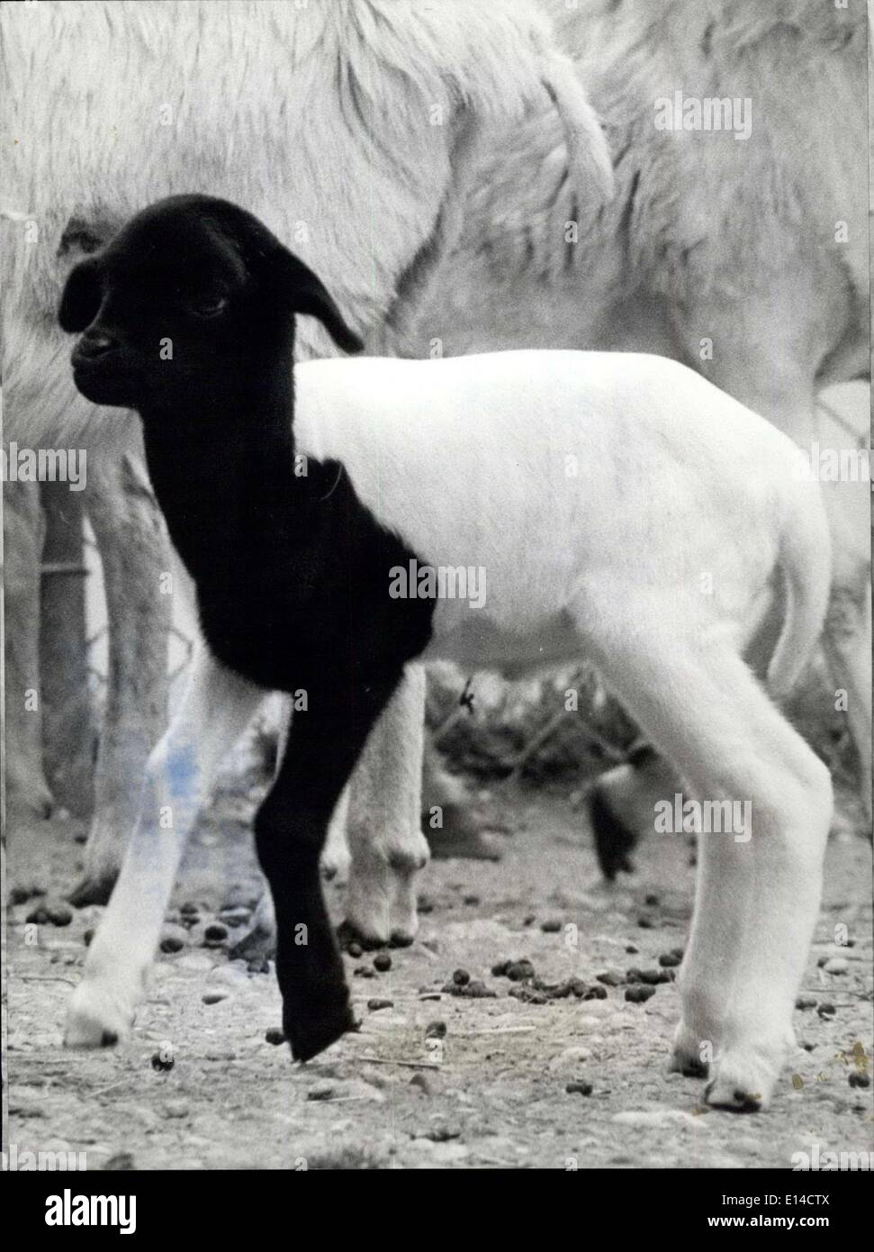 Apr. 17, 2012 - Uno della natura di capricci: Questo piccolo agnello, nata recentemente in tedesco, è da un capriccio della natura-non è abbastanza come sua madre, sebbene egli ha una faccia nera come la famiglia, ha una facciata di colore nero e nero zampa anteriore. Ma evidentemente si sentono bene e molto in forma e non come la proverbiale pecora nera, egli salti e grida come allegramente come il resto del gregge di piccoli agnelli. Foto Stock