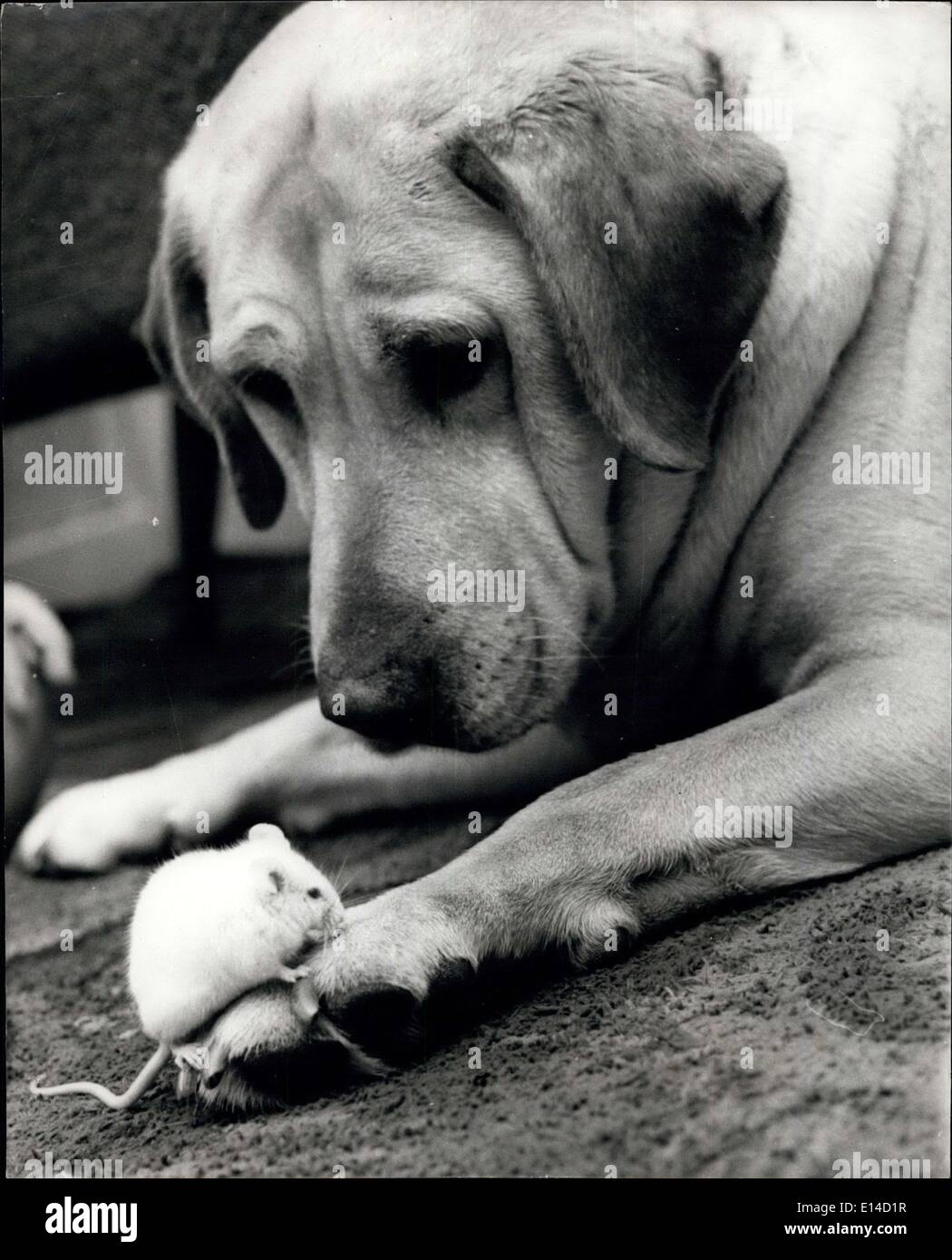 17 aprile 2012 - il mouse trova la protezione canina dai gatti. Se sei stato un mouse, e i tuoi due meglio proteggere perché, un cane, naturalmente, e questo è ciò che Junie il mouse ha fatto - se 'adottato' Candy, Un Labrador dorato di otto anni come amico e protettore - e ora i due sono inseparabili - Junie ama giocare con 'Candy' e il cane sofferente lungo gli permette di strisciare su di lei - e il mouse anche eas dal piatto se come il cane - Anche se è molto attenta quando fa quello, entrambi gli animali re animali domestici di 7 anni uy  yer, del Dr. Di mercatoyton. SHOpsire Foto Stock