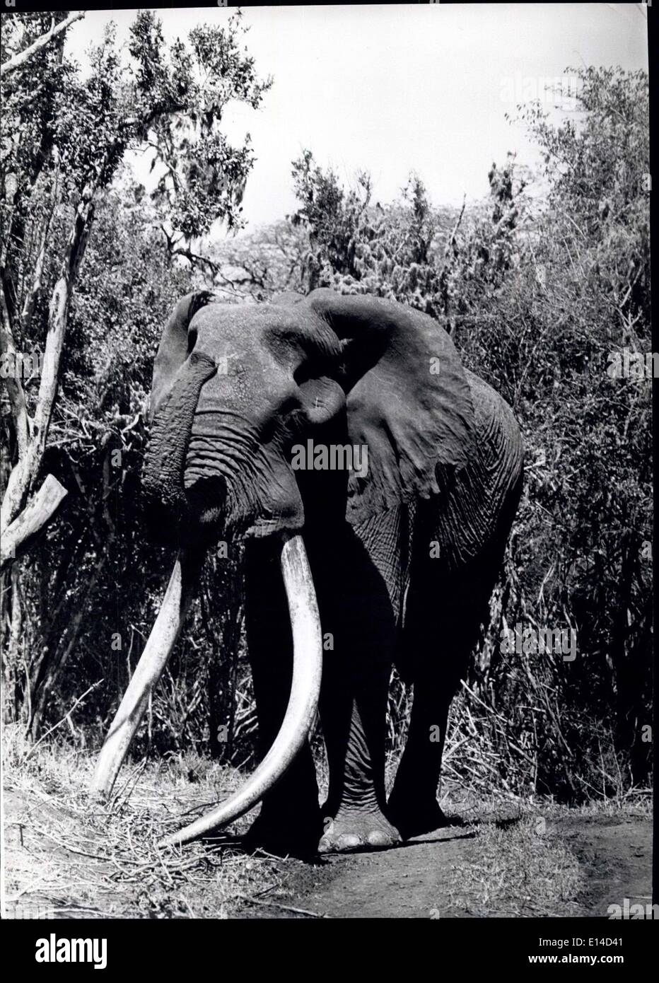 Apr. 17, 2012 - di età compresa tra i re di Marsabit riserva nazionale nel nord Kenya - Mohamed l'Elefante. Foto Stock