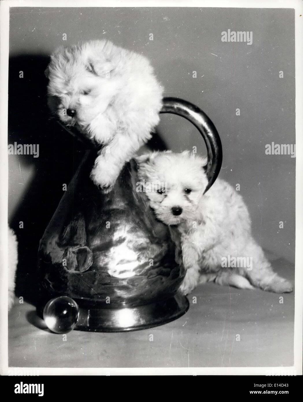 Apr. 17, 2012 - i cuccioli per entrare in un po' di un fix: questi due cuccioli Maltese posseduto dalla sig.ra Blanche macis di Hemel Hempstead si trovano un po' di sei, come giocano attorno a uno dei Trofei posseduti dalla sig.ra macis e vinto dai loro parenti a concorsi in tutto il paese. Foto Stock