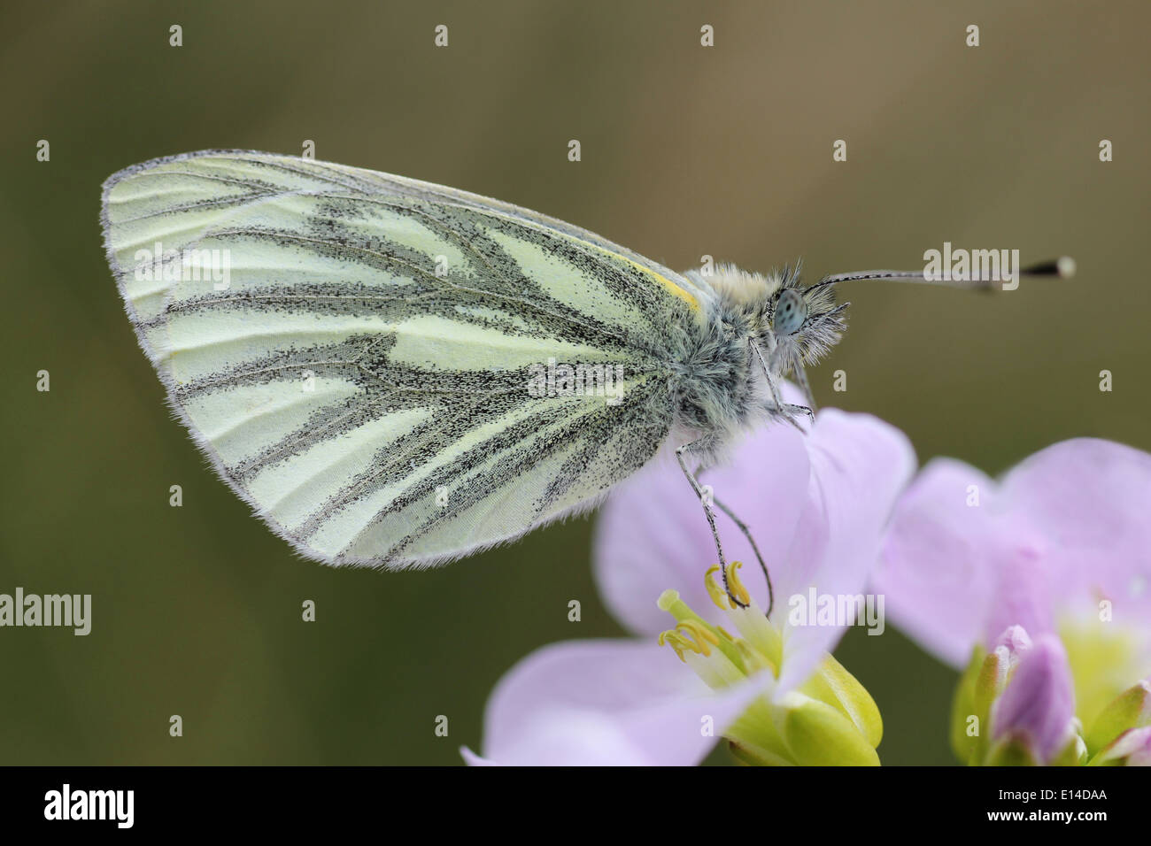 Verde-bianco venato Sarcococca napi alimentazione su Lady's Smock cardamine pratensis Foto Stock