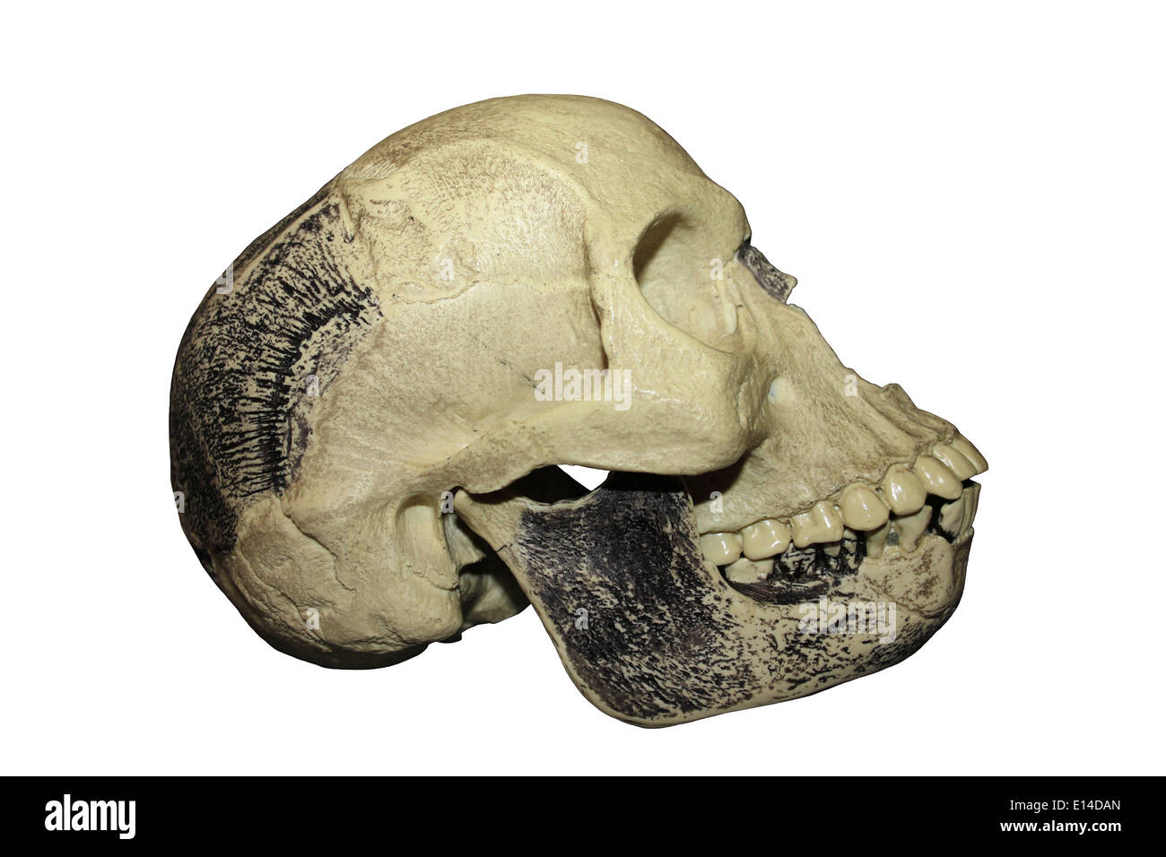 Modello di replica del 'Piltdown Man' beffa cranio Foto Stock