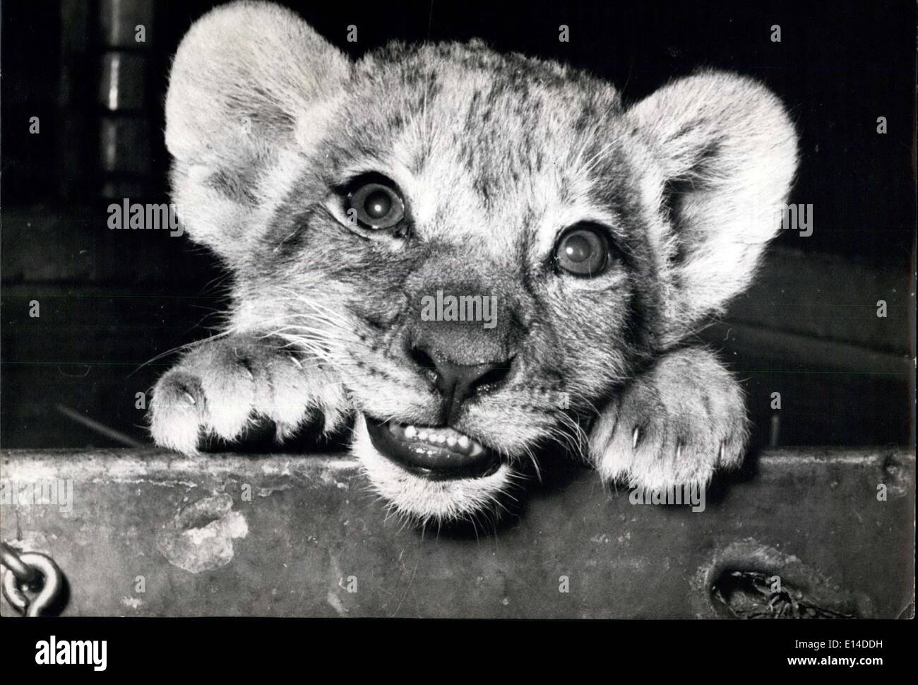 Apr. 17, 2012 - Wot n. Cena: Un giorno egli' ll essere un gatto grande, ma non si tratta soltanto di una piccola LION CUB al giocoso kitteniah stadio. Egli nacque presso lo Zoo di Berlino lo scorso dicembre e di guerra ''othered da un cane che ha agito come una madre adottiva. Foto Stock