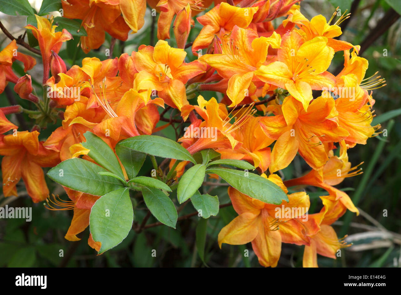 Azalea arancione (Rhododendron austrinum) Foto Stock