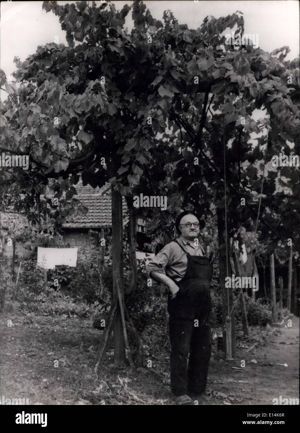 Apr. 05, 2012 - cosa un vitigno: questa mattina vitigno coltivato in un piccolo villaggio di Ranan (vicino a Clermont ferrand) ha prodotto sei oltre mille libbre di uva. Foto Stock