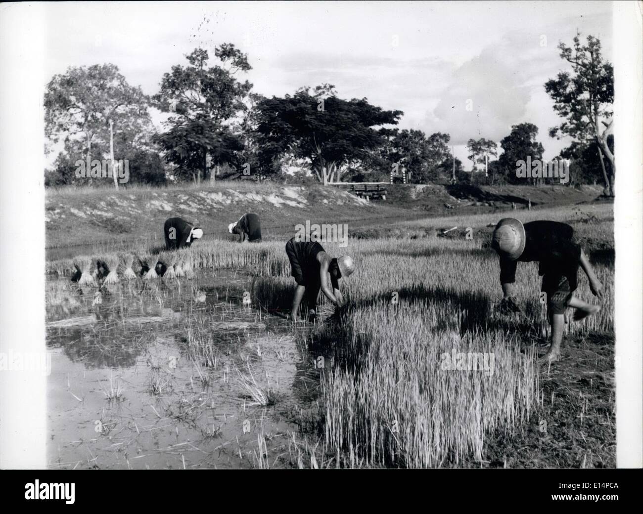 Apr. 18, 2012 - Nel campo dal mattino fino a notte: riso è uno della Thailandia del capo e le esportazioni di prodotti, e durante la stagione i contadini al lavoro dei campi dal mattino fino a notte. Foto Stock