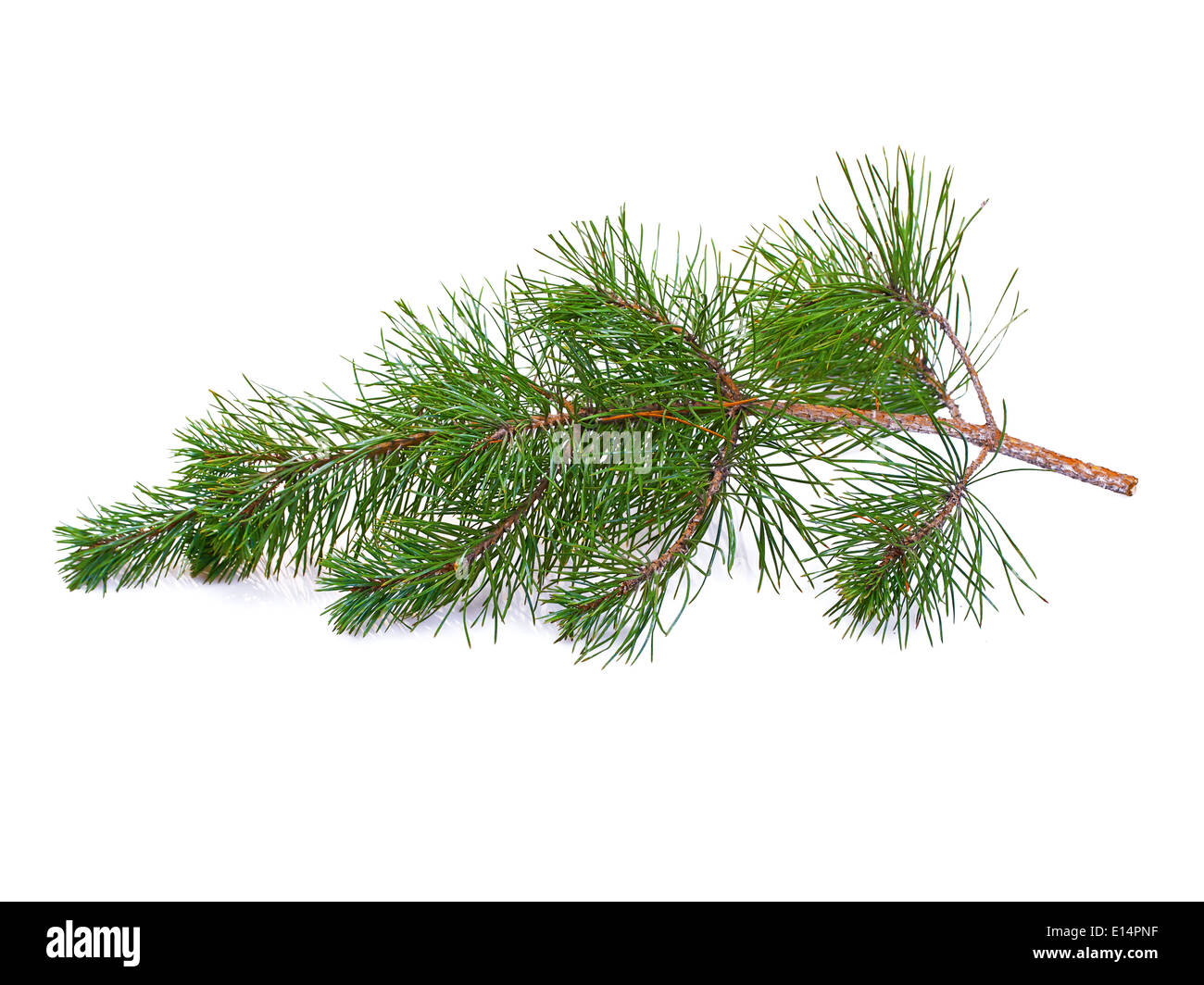 Fir Tree branch, su uno sfondo bianco isolamento Foto Stock