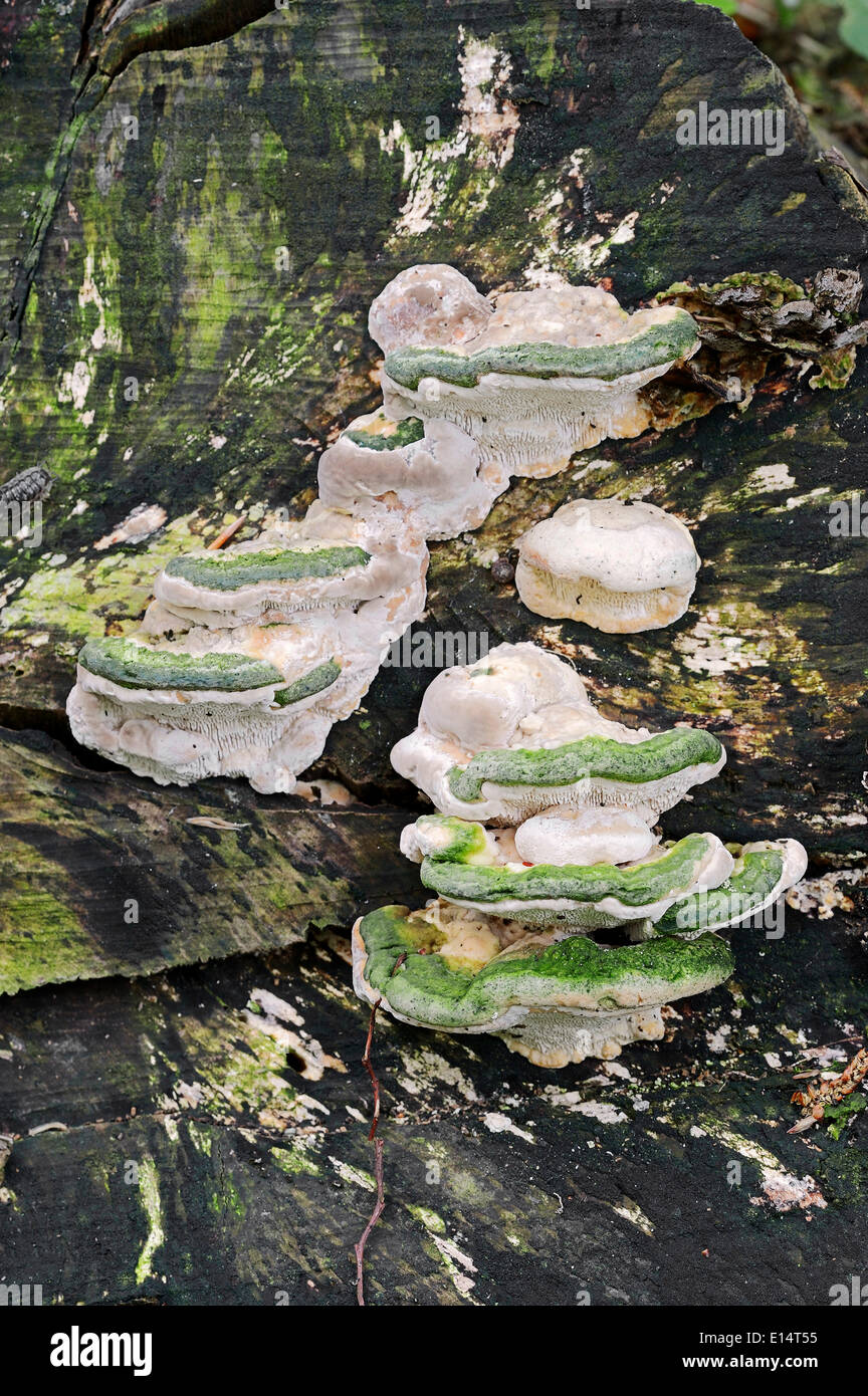 Staffa bitorzoluto (Trametes gibbosa), Nord Reno-Westfalia, Germania Foto Stock