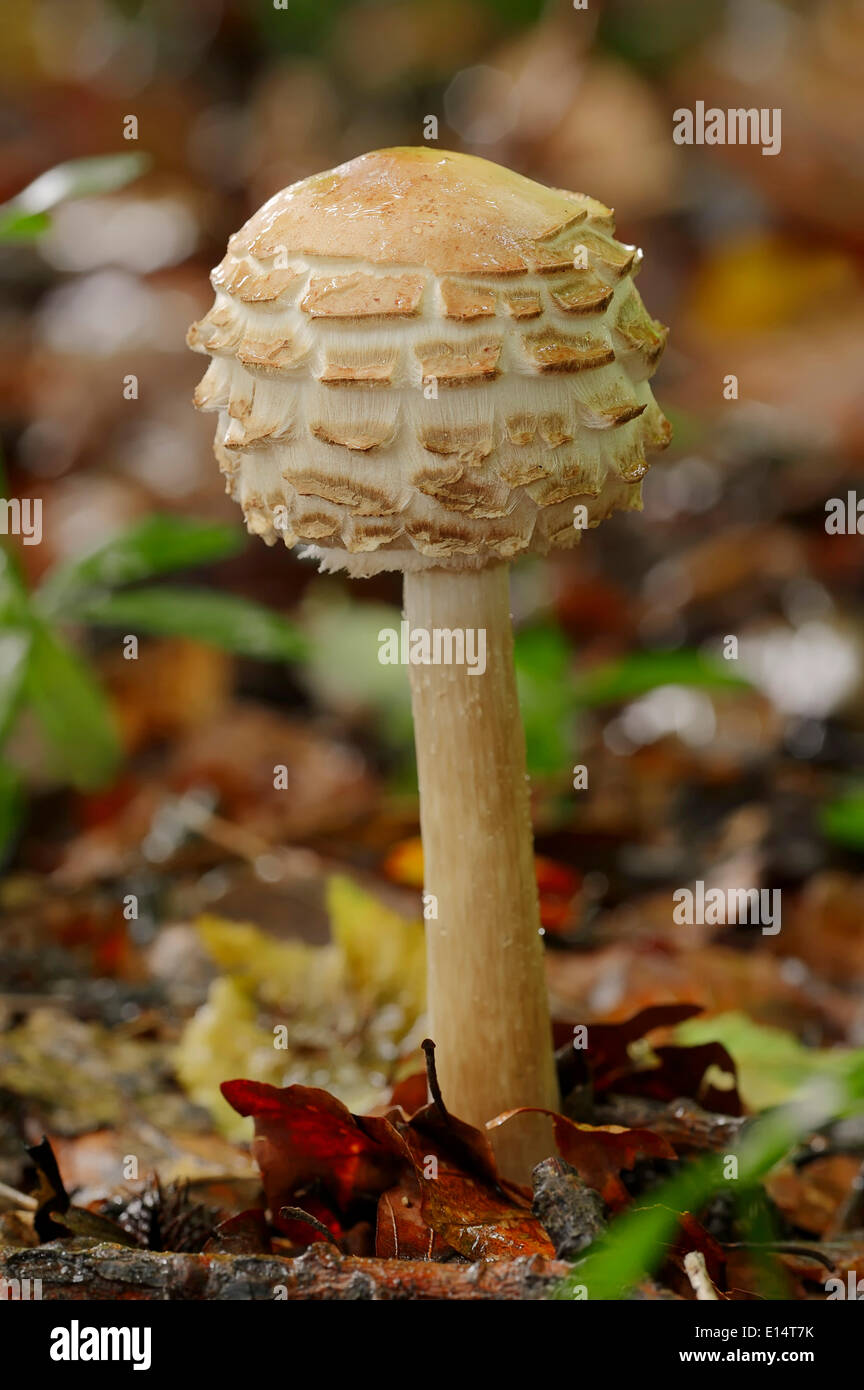 Shaggy Parasol (Macrolepiota rhacodes), Nord Reno-Westfalia, Germania Foto Stock