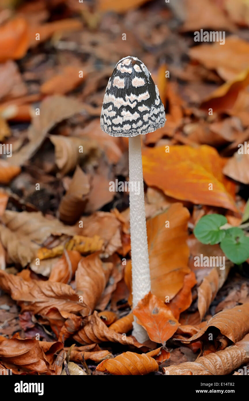 Gazza Inkcap (Coprinus picaceus), Nord Reno-Westfalia, Germania Foto Stock