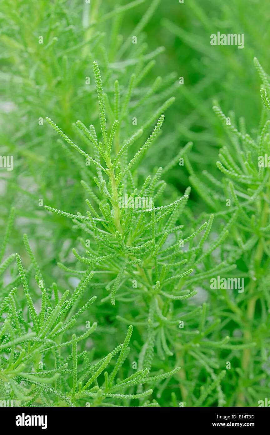 Verde (Santolina Santolina rosmarinifolia, santolina viridis), Germania Foto Stock