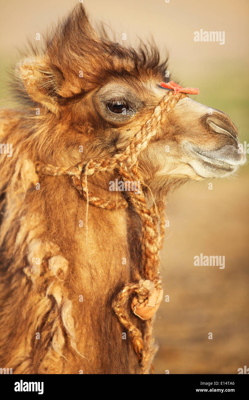 Bactrian Camel (Camelus ferus), ritratto, Gobi Gurvansaikhan National Park, deserto dei Gobi, Sud Gobi, Provincia Ömnögovi Foto Stock