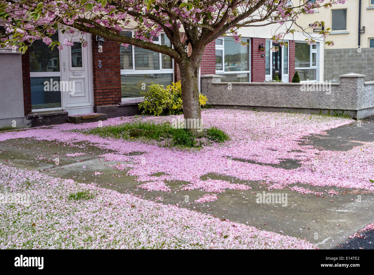 Rosa fiori di ciliegio tappeto un giardino di una casa dopo una giornata di vento Foto Stock