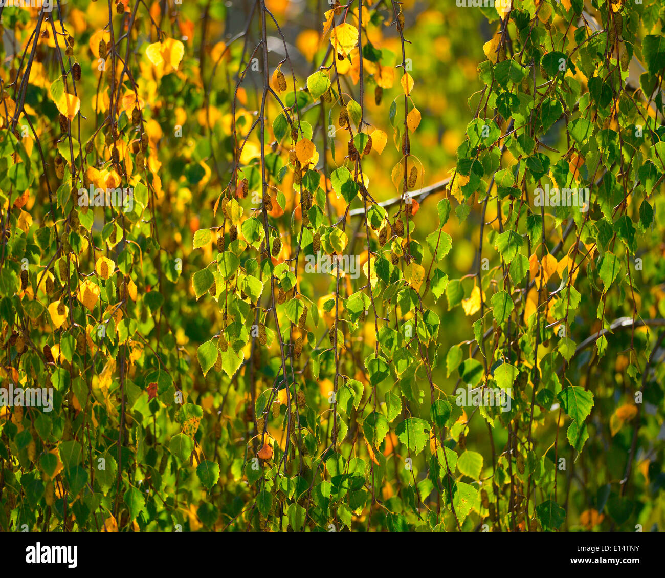 La Betulla (Betula sp.), foglie di autunno, Tirolo, Austria Foto Stock