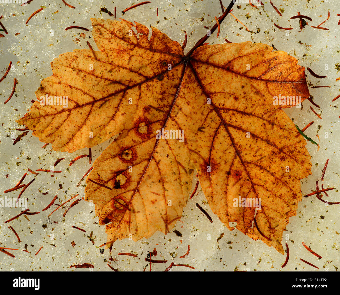 Maple (Acer sp.), foglia marrone sulla neve, Austria Foto Stock