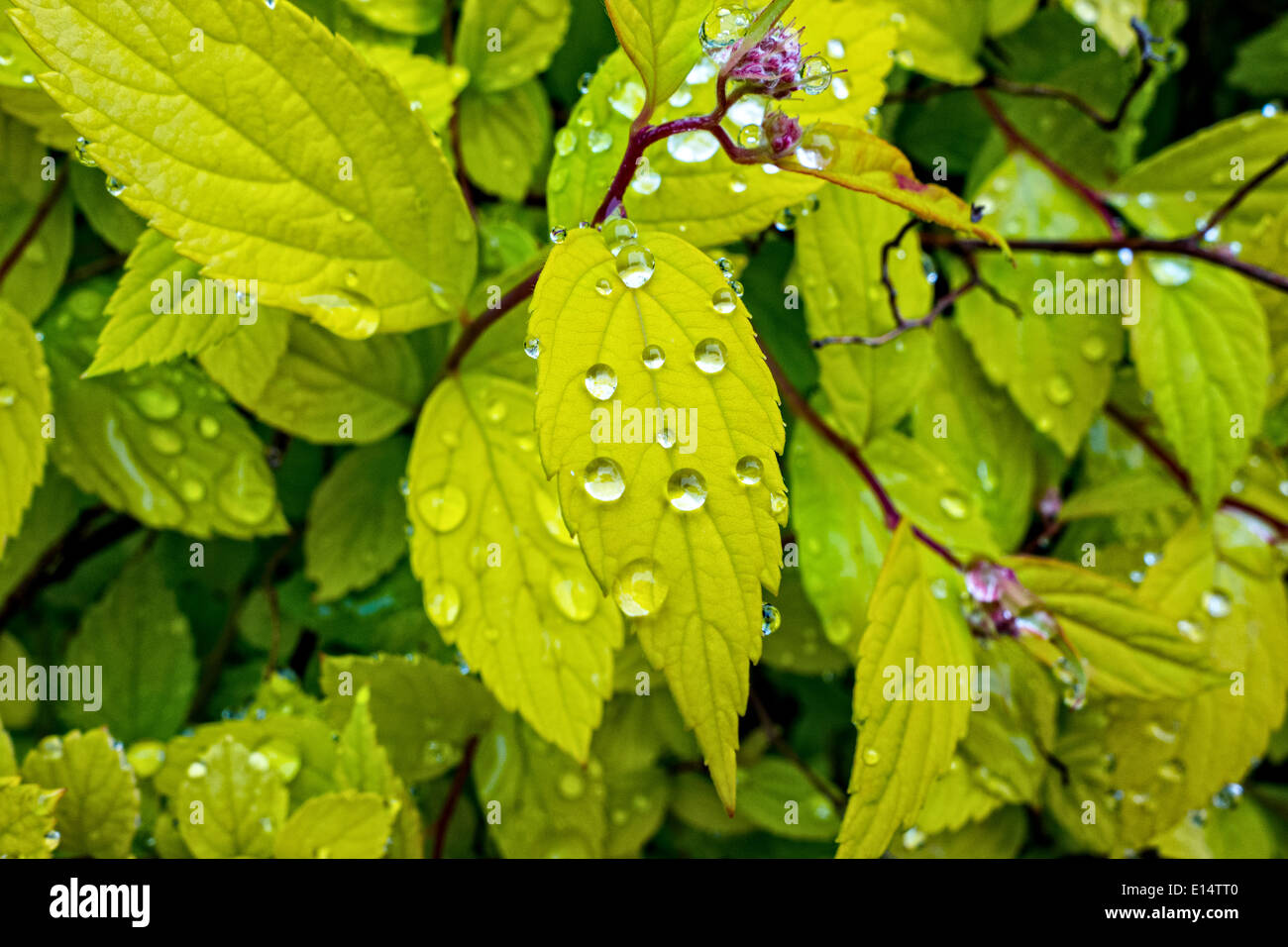 Perline scintillanti di acqua sulle foglie di un arbusto Spirea dopo una doccia Foto Stock