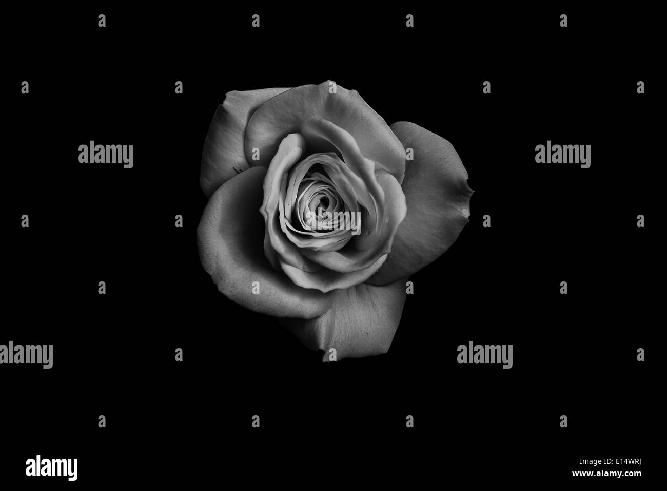 Rose in bianco e nero di close-up Foto Stock