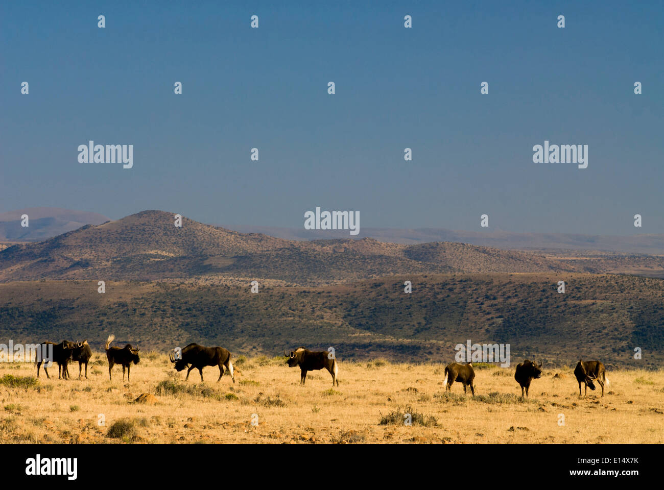 Nero (Gnu Connochaetes gnou), Banca montagne sul retro, Mountain Zebra National Park, Capo orientale, Sud Africa Foto Stock