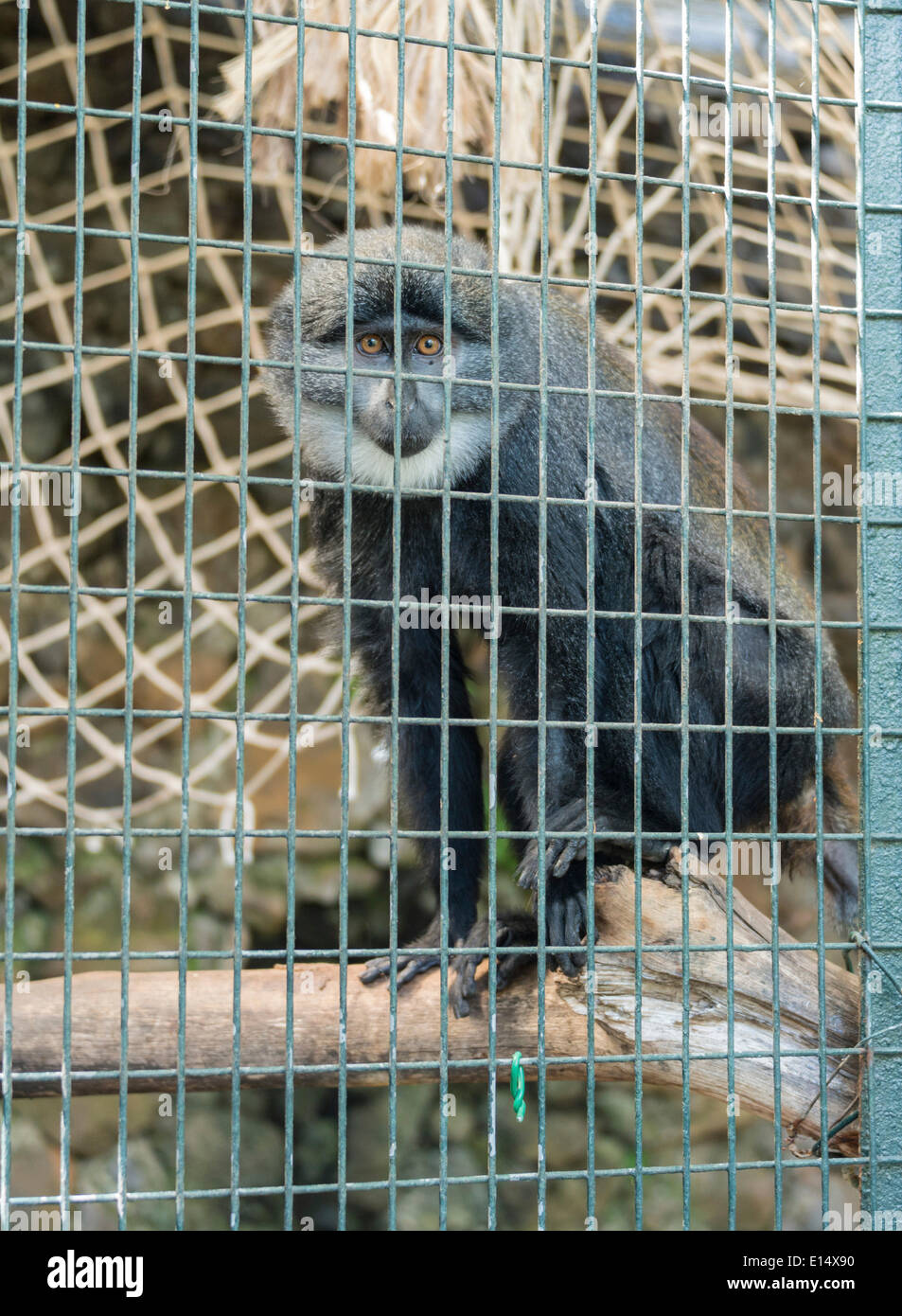 L'Hoest di scimmia o di scimmia di montagna (Cercopithecus lhoesti), in una gabbia, captive Foto Stock