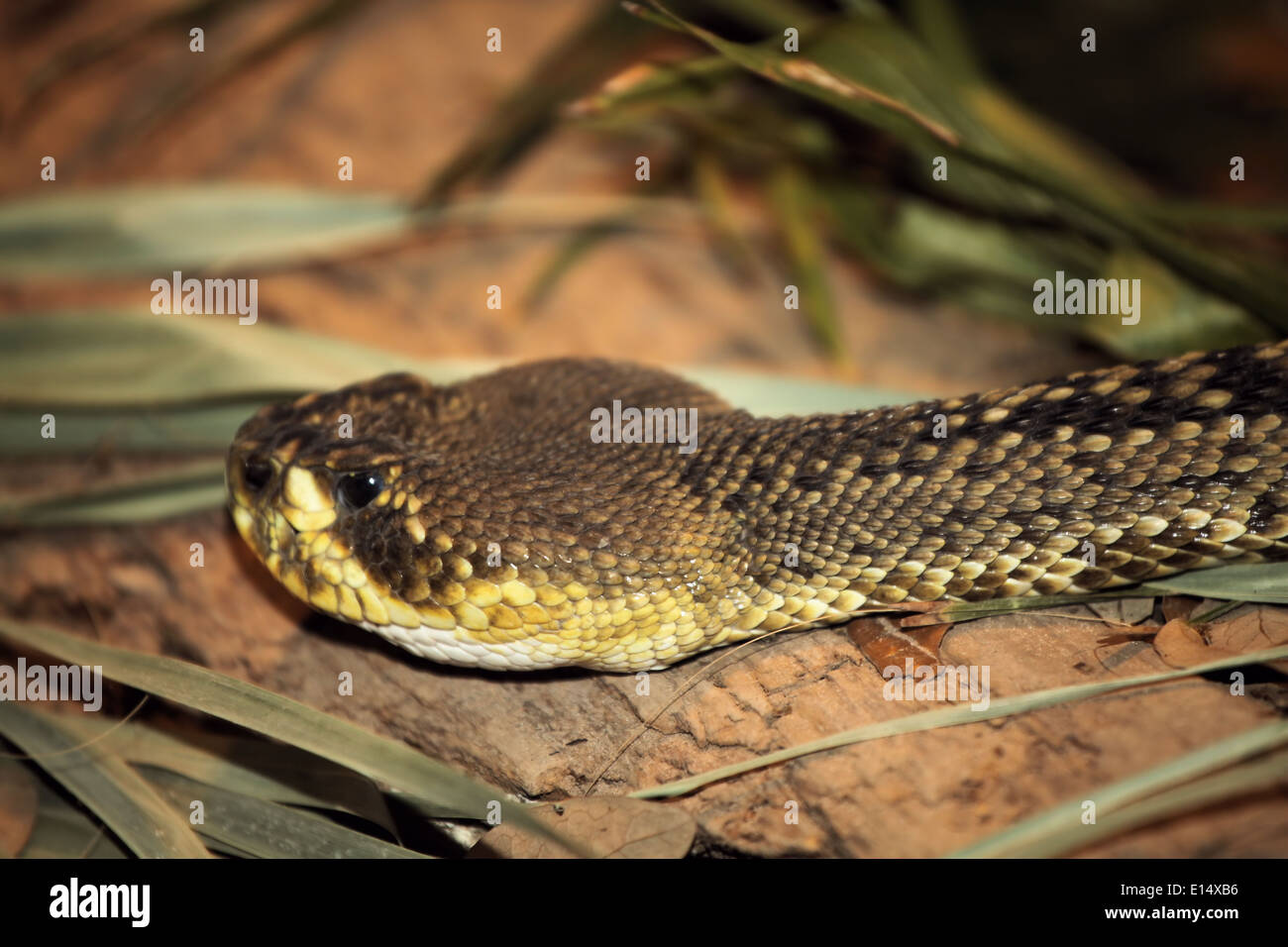 RATTLESNAKE DIAMONDBACK Foto Stock