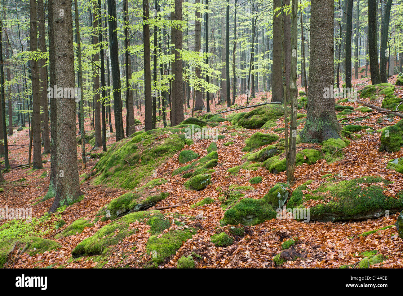 Naturale foresta mista in primavera nel Parco Nazionale della Foresta Bavarese, Baviera, Germania Foto Stock