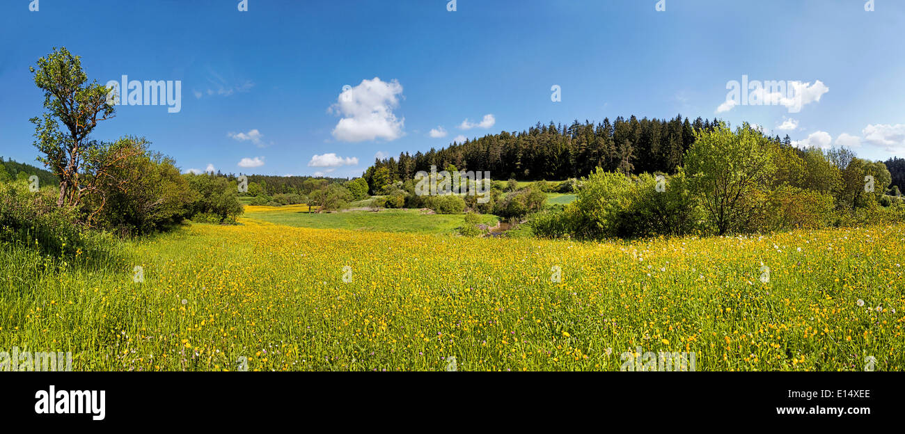 Flower prato in valle Morsbachtal, "Ritter- und Römerweg", il sentiero del 'Cavalieri e dei Romani nei pressi di Emsing, Titting Foto Stock