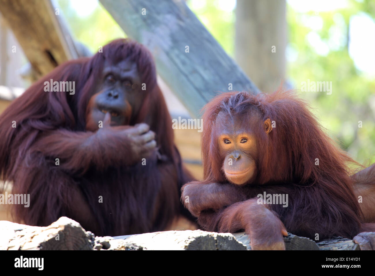 ORANGUTAN SCIMMIE Foto Stock