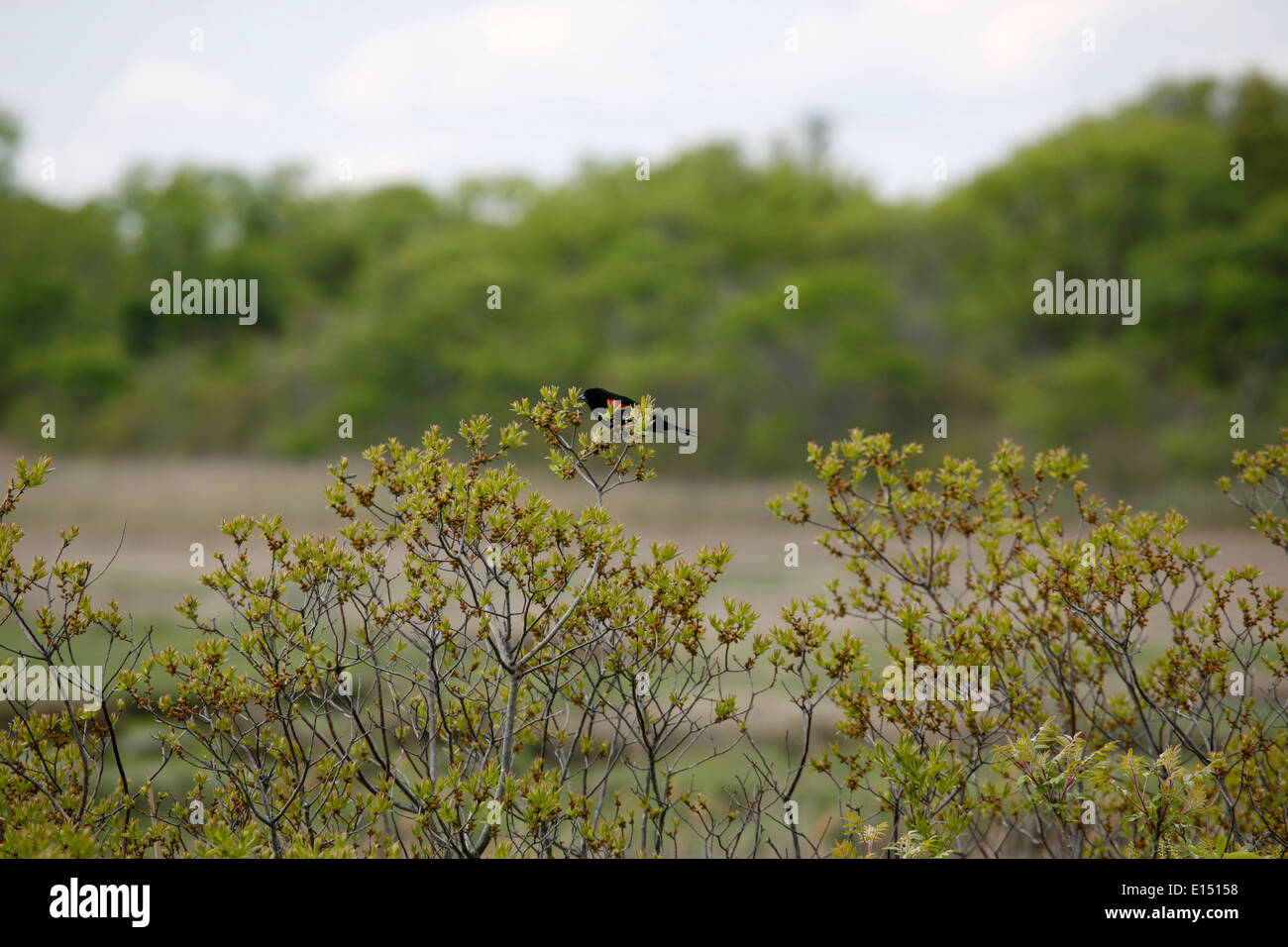 Il rosso-winged Blackbird è un uccello passerine della famiglia Icteridae trovata nella maggior parte del Nord e molto di America Centrale Foto Stock