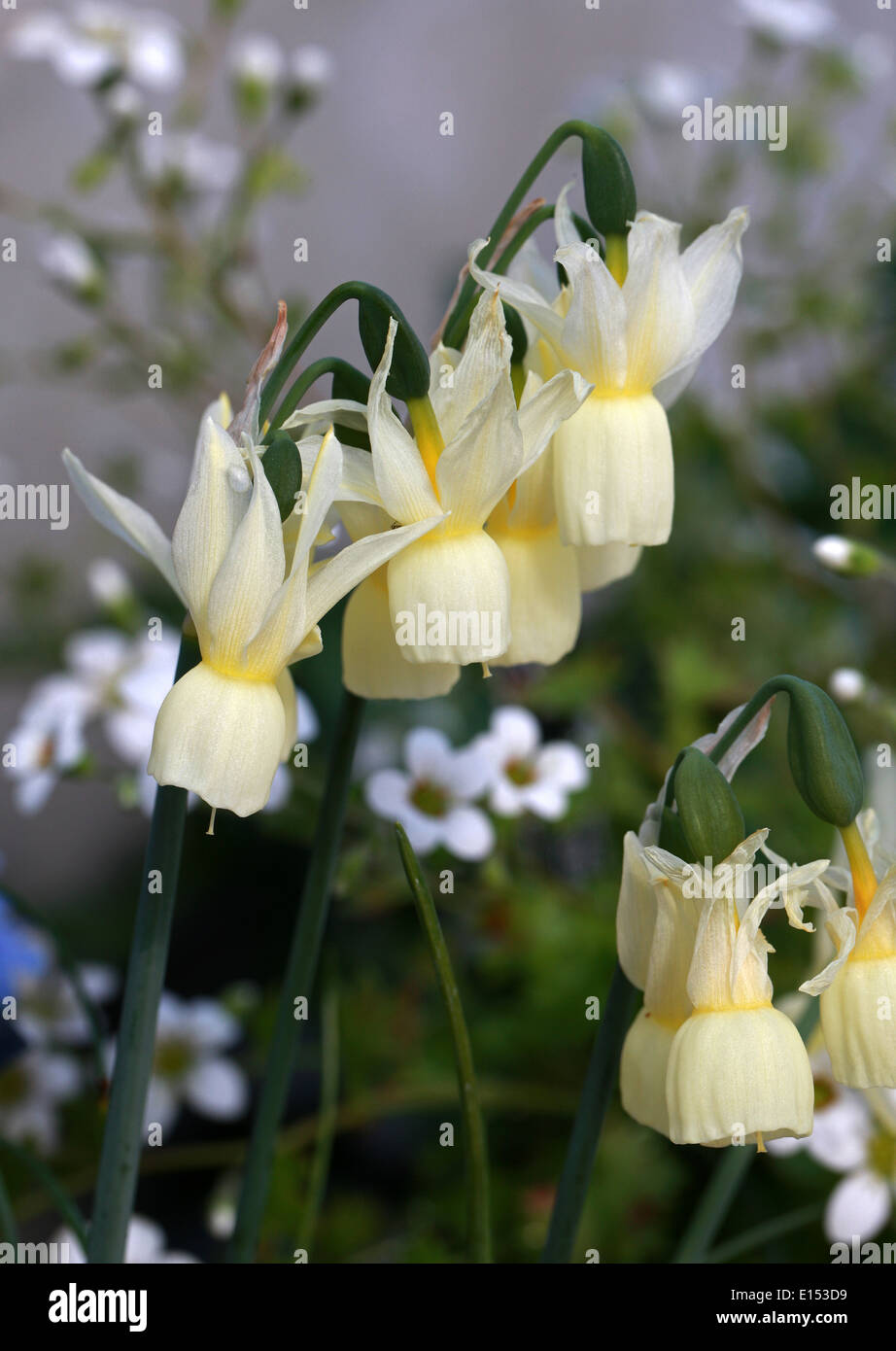 Angelo lacrime, Narcissus triandrus subsp. triandrus, Amaryllidaceae. Il Portogallo e la Spagna, l'Europa. Foto Stock