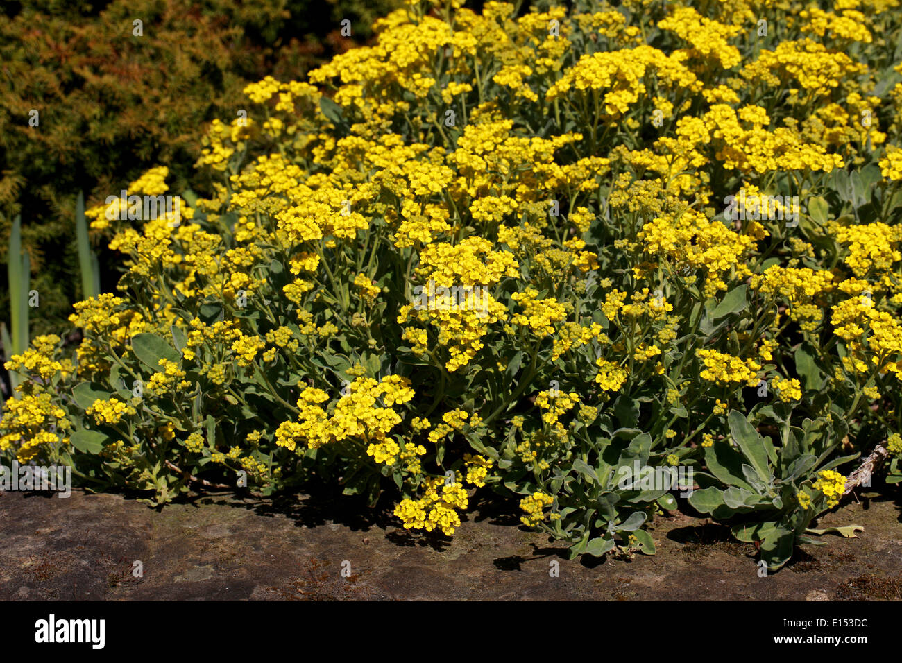 Oro Alyssum, cestino di oro, polvere d'oro, Aurinia saxatilis, Brassicaceae. Foto Stock