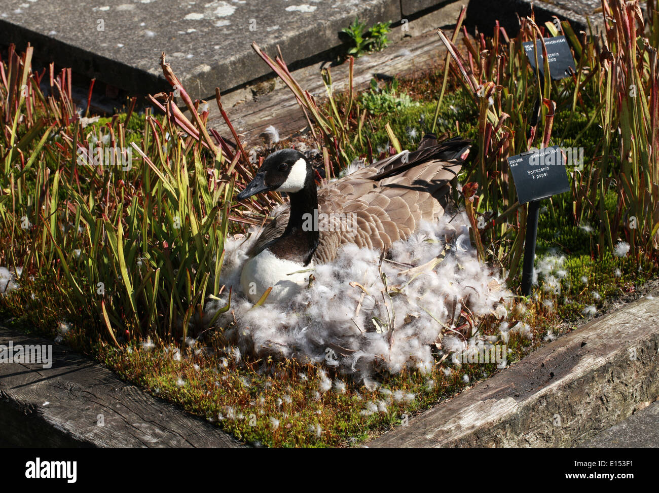 Canada Goose Nesting in un letto di fiori a Kew Gardens. Canada Goose Oche, Branta canadensis, anatidi. Foto Stock