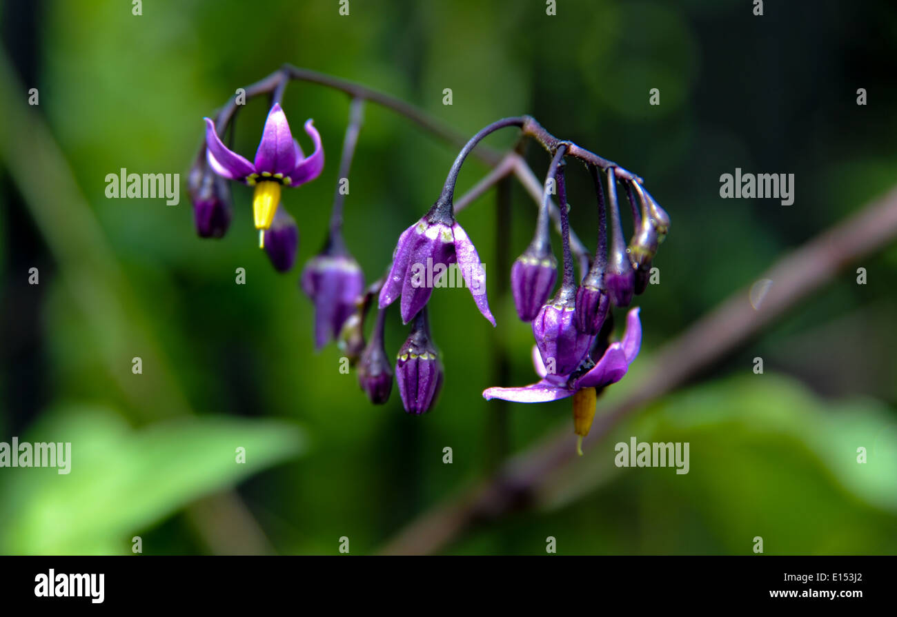 La belladonna Pianta e fiore (Belladonna) noto come uno dei più piante velenose nell'emisfero occidentale Foto Stock