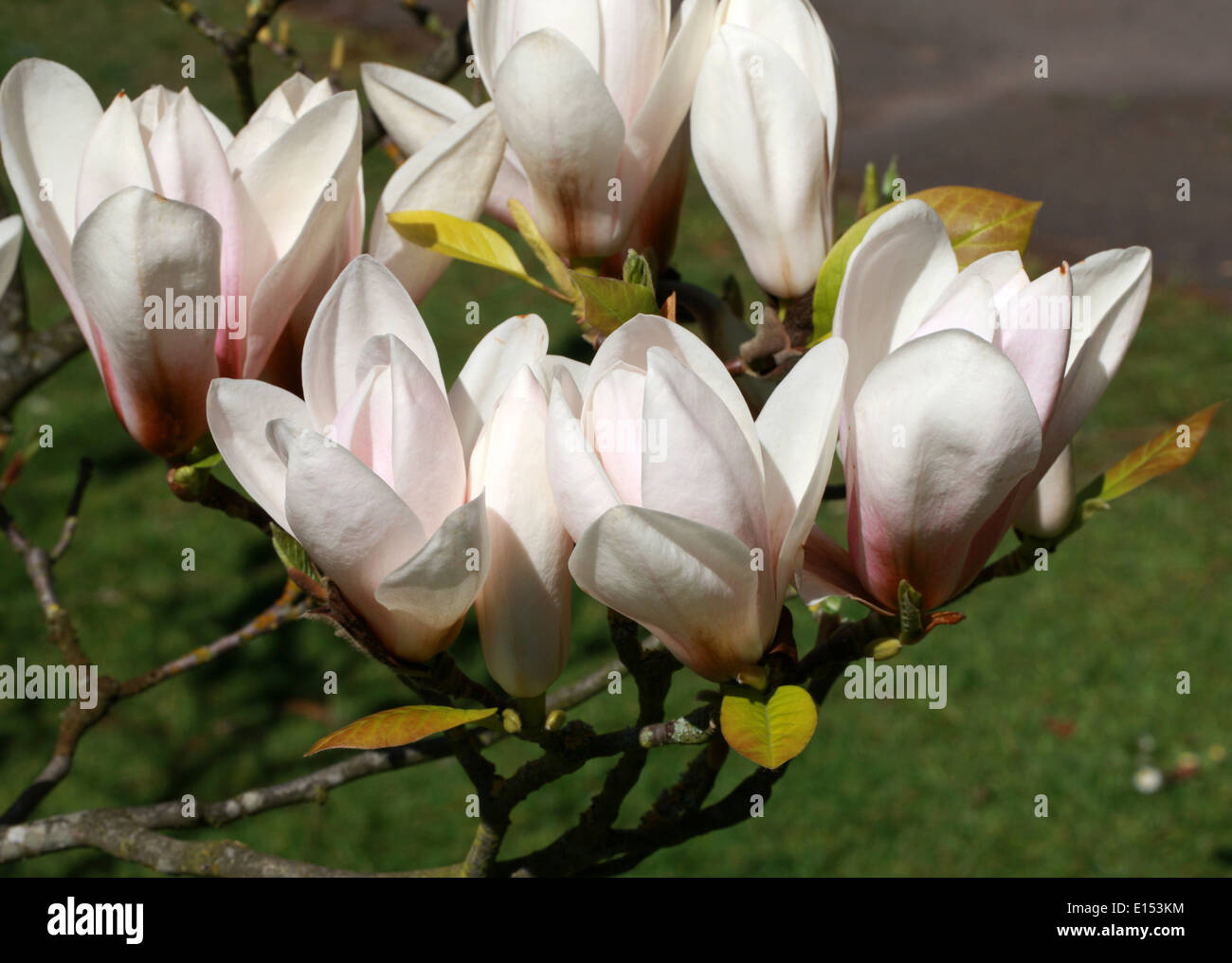 Magnolia 'Royal Crown', della Magnoliacee. Foto Stock