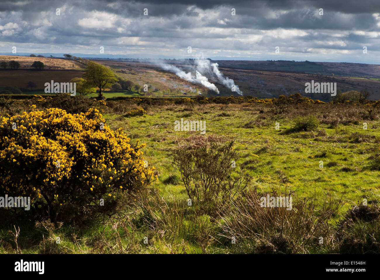 La masterizzazione di hedge passamaneria su Exmoor Foto Stock