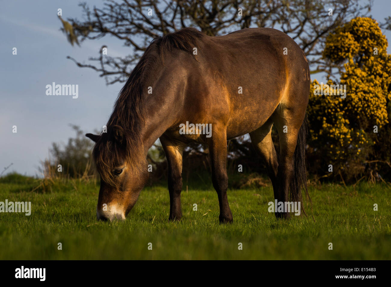 Exmoor pony pascolo Foto Stock