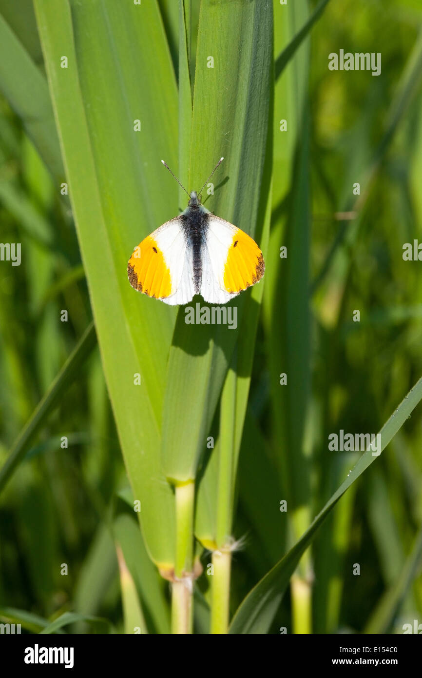 Un maschio punta arancione farfalla, Anthocharis cardamines poggiante su una verde foglia reed Foto Stock