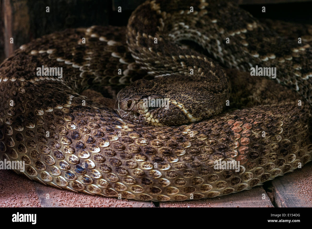 Western diamondback rattlesnake / Texas diamond-back rattlesnake (Crotalus atrox) avvolto a ricciolo, Stati Uniti e Messico Foto Stock