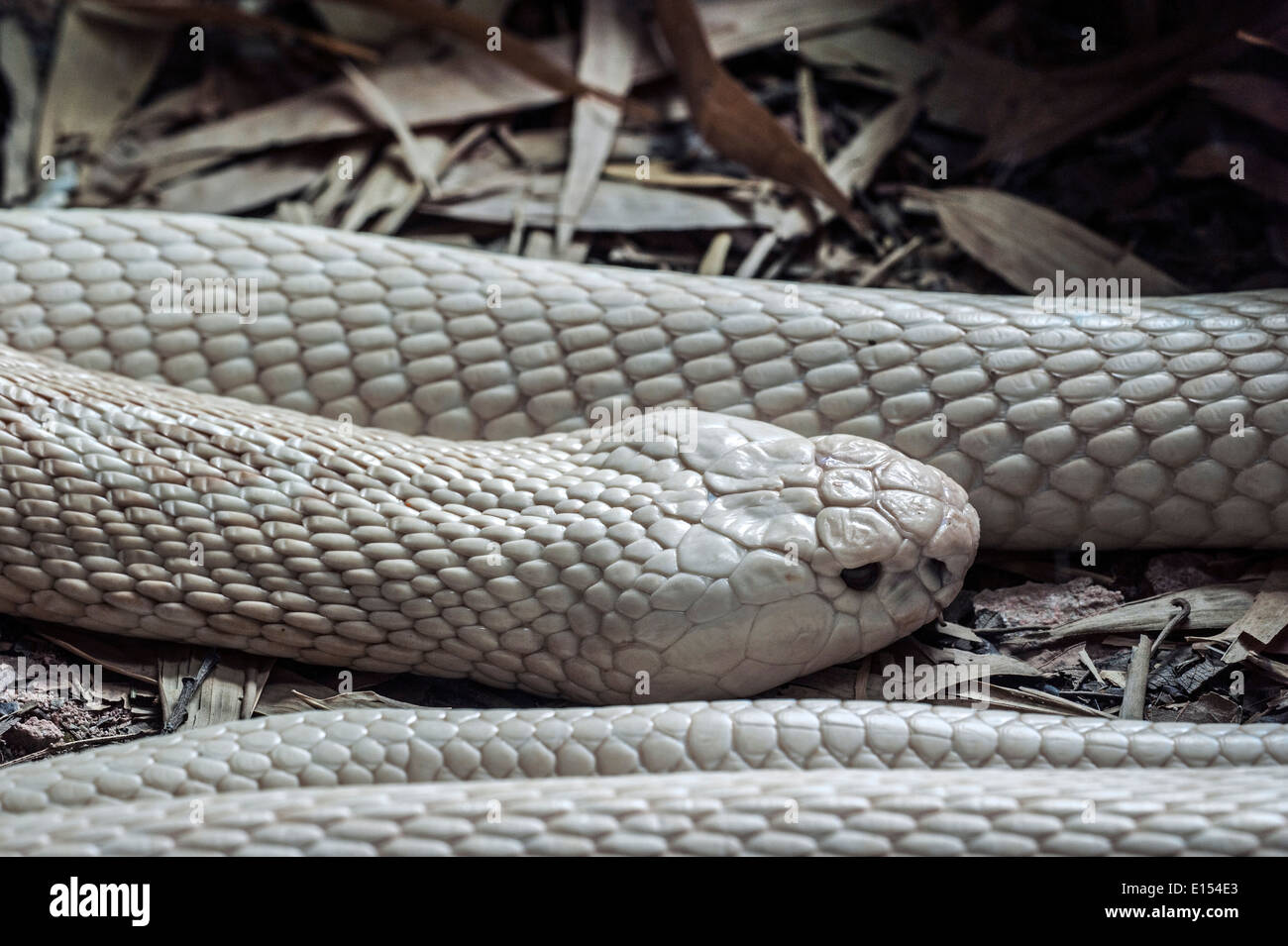 White Monocled cobra (Naja kaouthia) nativo del centro e del sud Asia Foto Stock