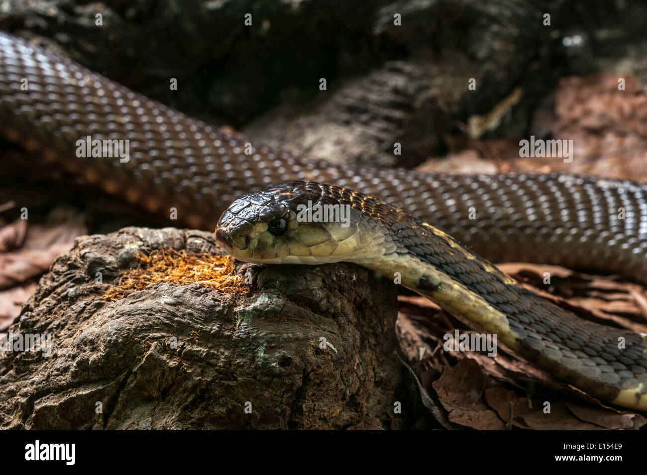 Monocled cobra (Naja kaouthia) nativo del centro e del sud Asia Foto Stock