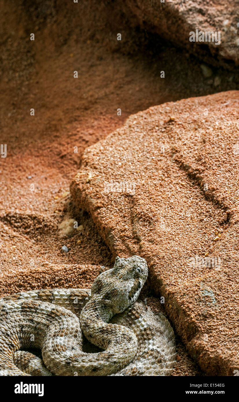 Cornuto rattlesnake / Sidewinder rattlesnake (Crotalus cerastes) in agguato, infame rattlesnakes nativa per gli Stati Uniti e il Messico Foto Stock