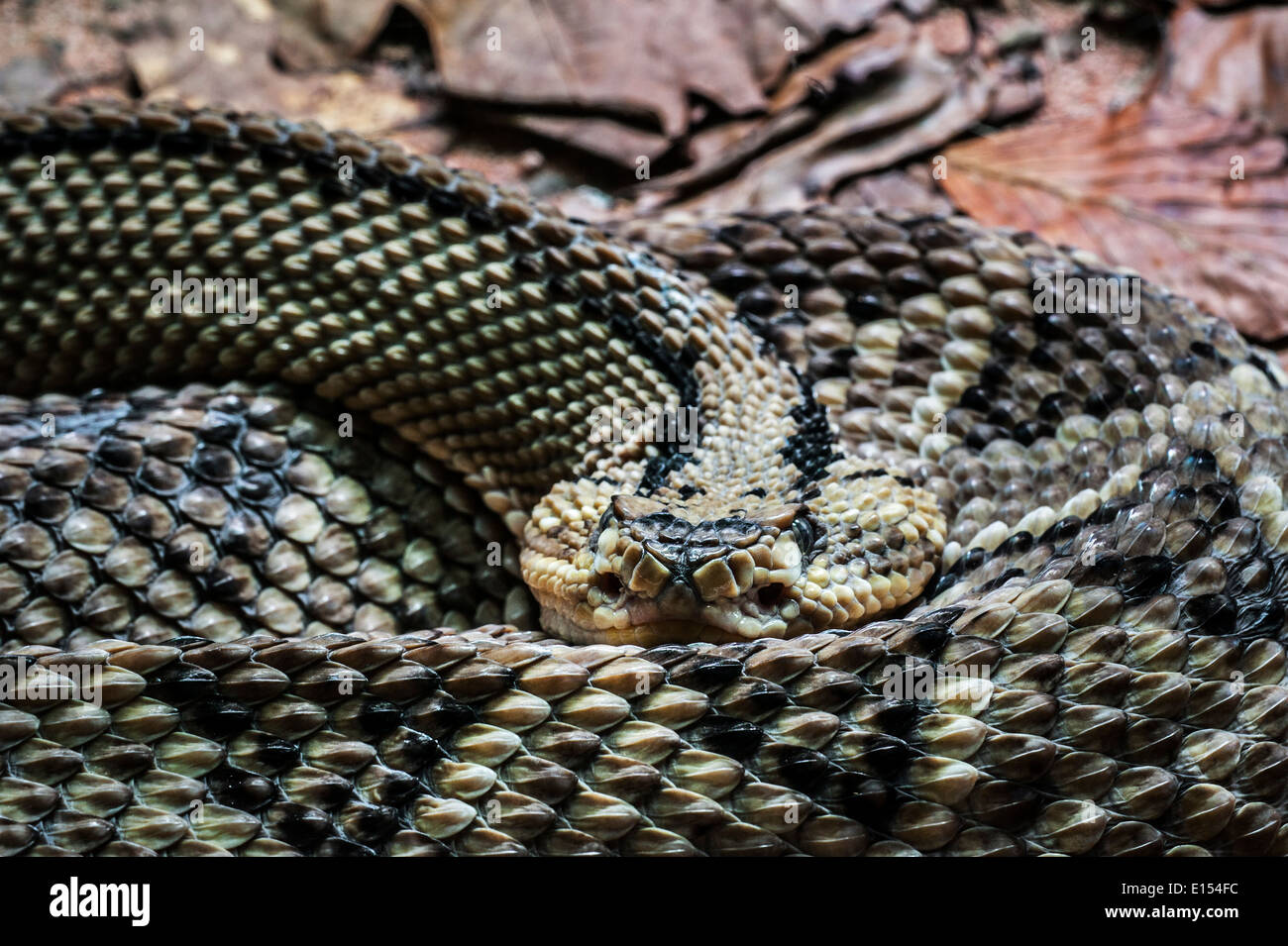 Northwestern Neotropical Rattlesnake (Crotalus culminatus / Crotalus simus culminatus) avvolto a ricciolo, infame rattlesnakes, Messico Foto Stock