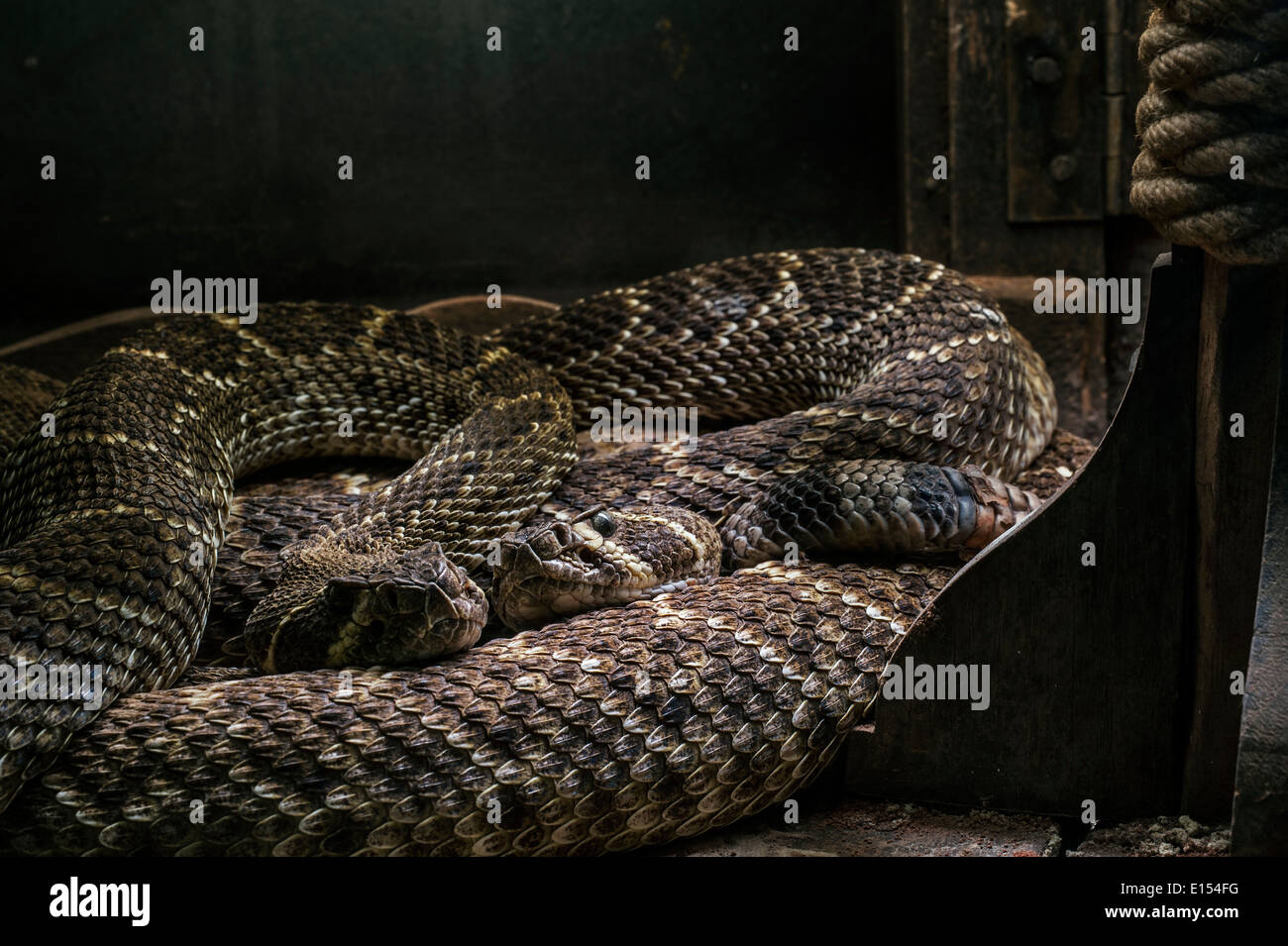 Due Western diamondback rattlesnakes / Texas diamond-back rattlesnake (Crotalus atrox) avvolto a ricciolo in edilizia, USA, Messico Foto Stock