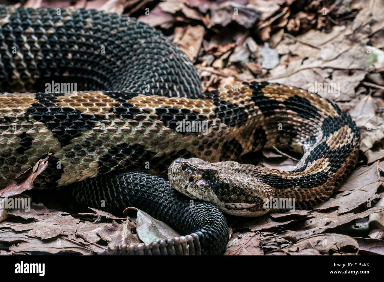 Legname rattlesnake / canneto rattlesnake / nastrare rattlesnake (Crotalus horridus), infame rattlesnakes nativo USA orientale Foto Stock