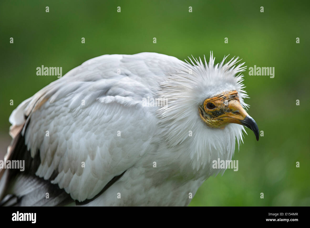 Avvoltoio capovaccaio / bianco scavenger di Capovaccaio (Neophron percnopterus) close up Foto Stock
