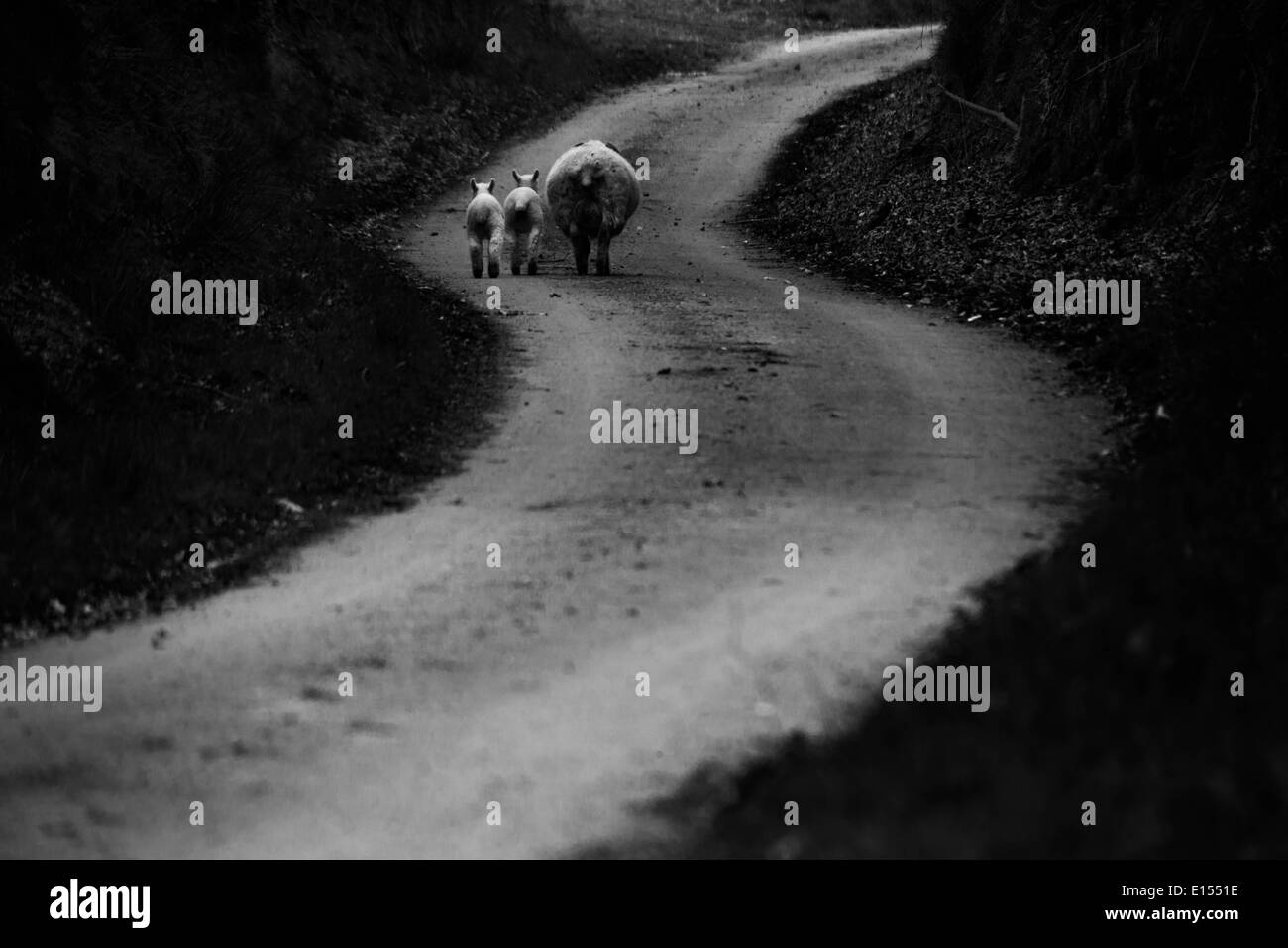 Pecore e due agnelli vagare verso il basso una torsione vicolo del paese. Foto Stock